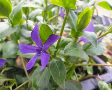 Vinca major