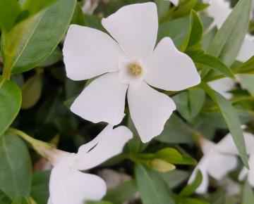 Vinca minor 'Alba'