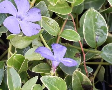 Vinca minor 'Argenteovariegata'