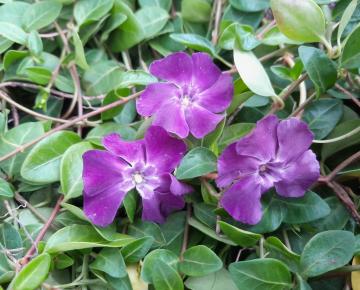 Vinca minor 'Atropurpurea'