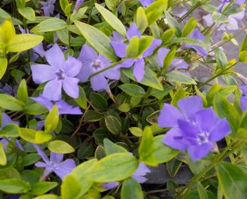 Vinca minor 'Aureovariegata'