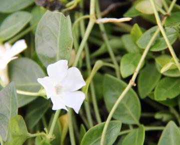 Vinca minor 'Gertrude Jekyll'