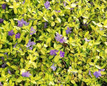 Vinca minor 'Illumination' ®