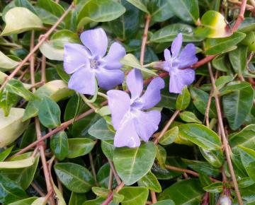Vinca minor