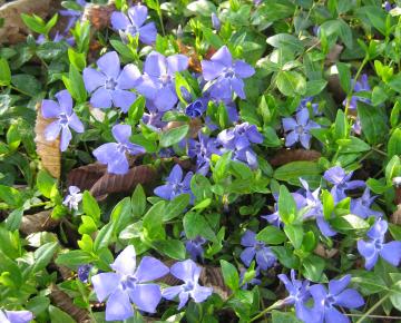 Vinca minor 'Marie' ®