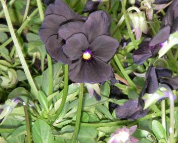 Viola 'Molly Sanderson'