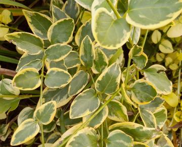 Vinca major 'Variegata'