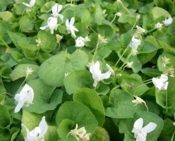 Viola odorata 'Alba'