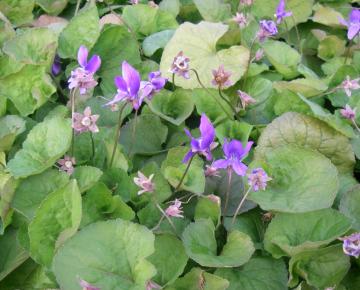 Viola odorata 'Königin Charlotte'