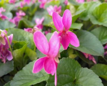 Viola odorata 'Rubra'