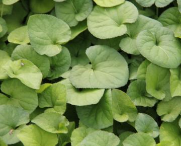 Viola odorata 'Royal Wedding'