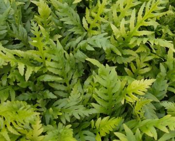 Woodwardia obtusa fimbriata