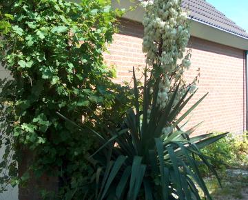 Yucca filamentosa