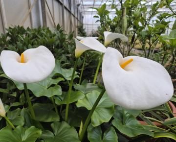 Zantedeschia aethiopica
